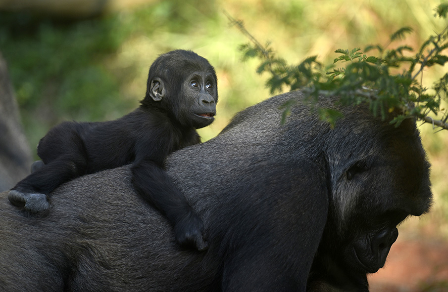 Sawidi, o filhote de gorila do Zoológico de Belo Horizonte MG