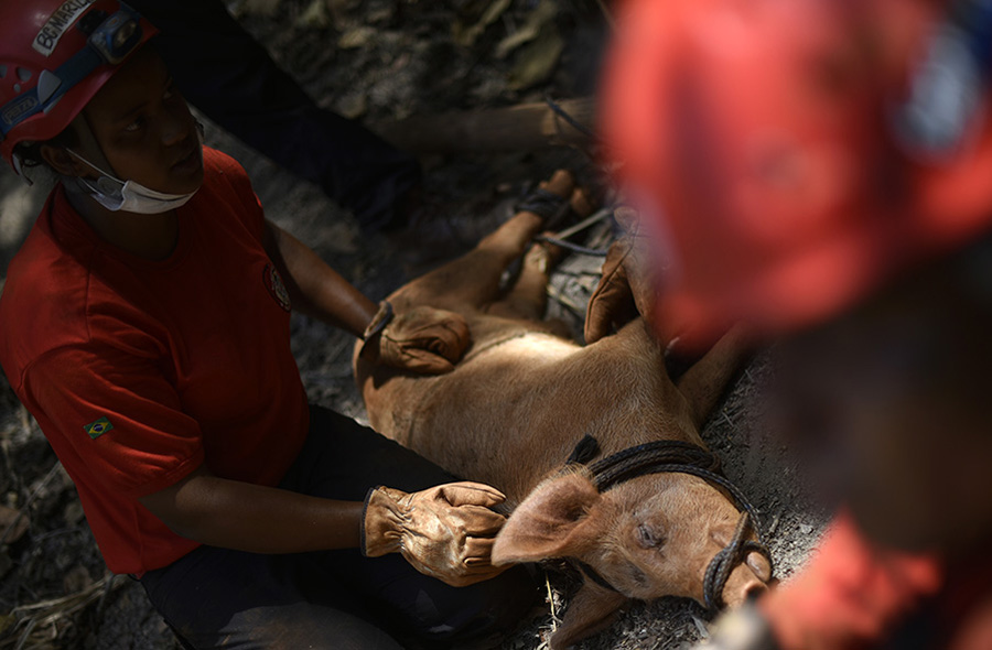 Porco é resgatado por bombeiros voluntários em Paracatu de Baixo, Mariana (MG)